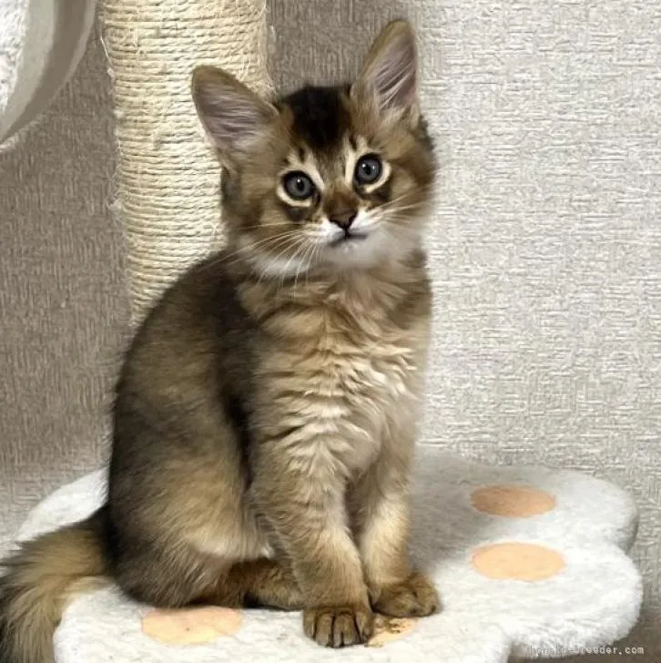 ID：2212-00658の子猫
