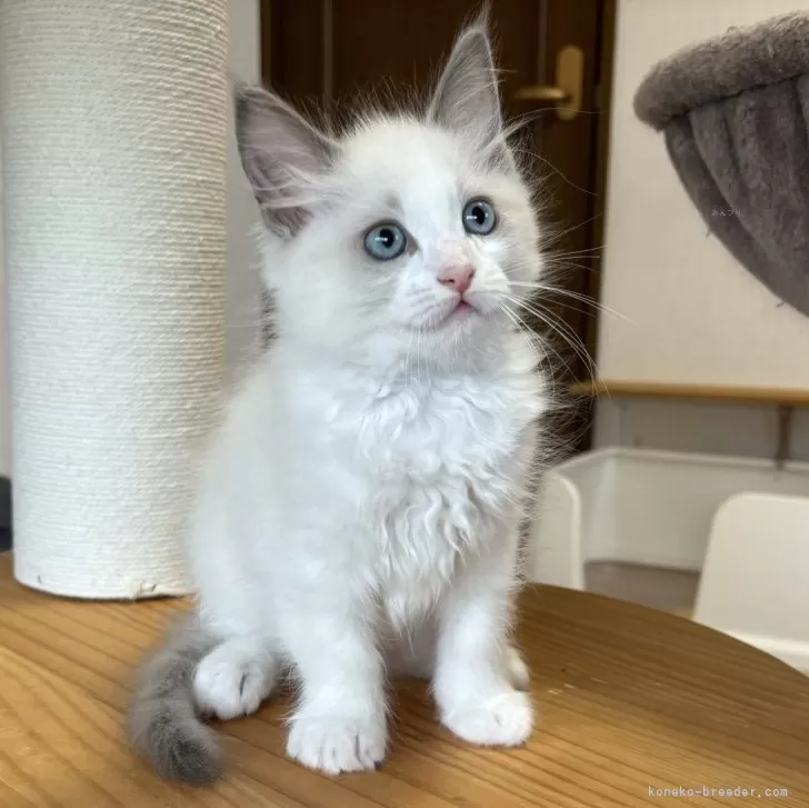 ID:2406-03232の子猫