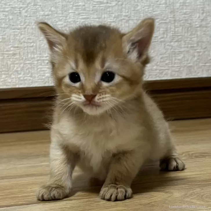 ID:2406-02380の子猫