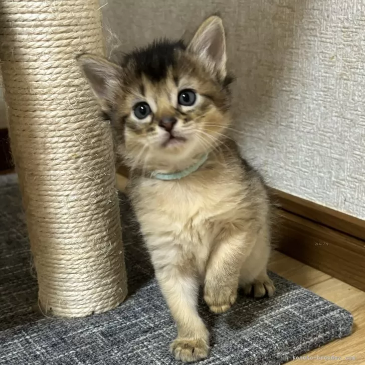 ID：2406-01558の子猫