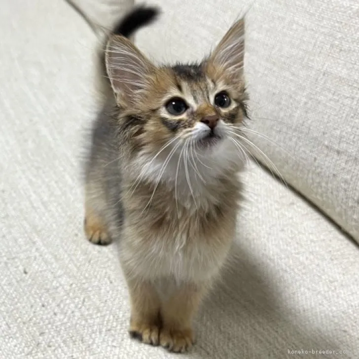 ID:2304-02882の子猫