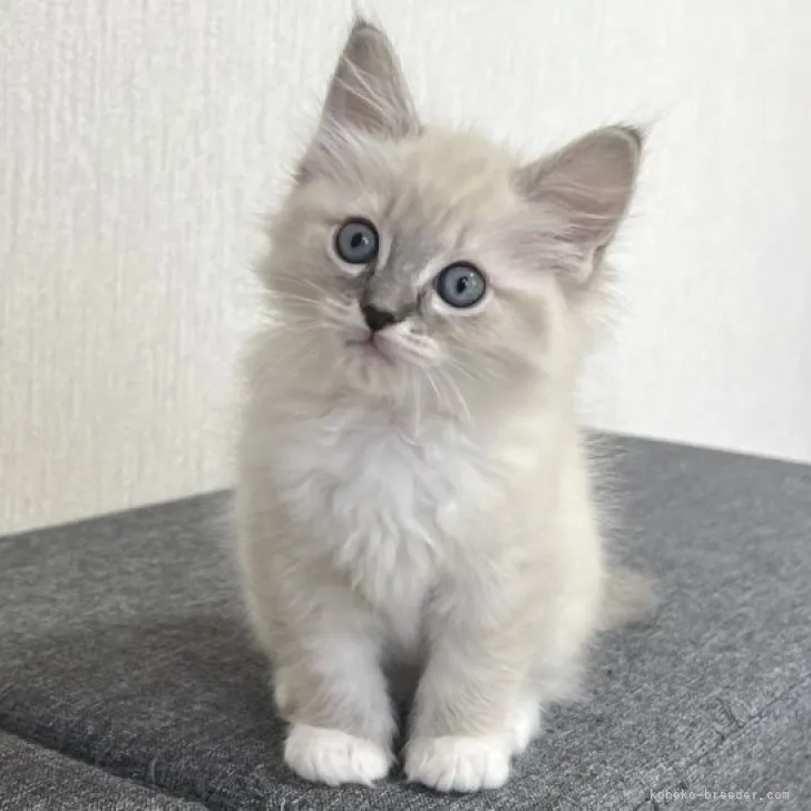 ID:2306-02224の子猫