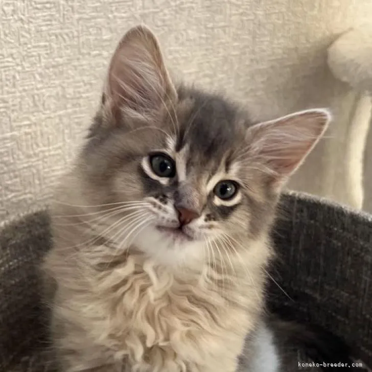 ID：2212-00657の子猫