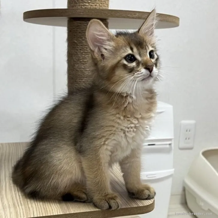ID:2308-02561の子猫
