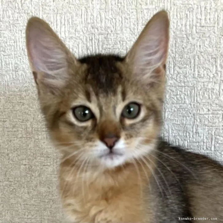 ID:2206-00968の子猫