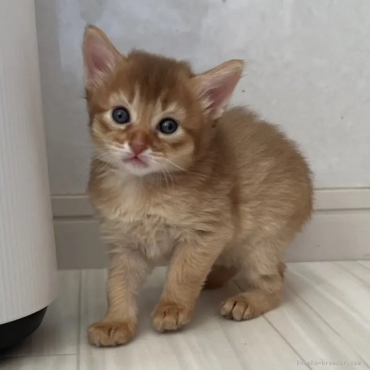 ID:2311-00995の子猫