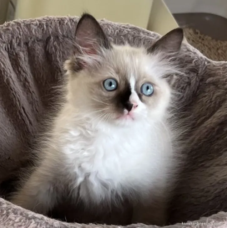 ID:2306-02226の子猫