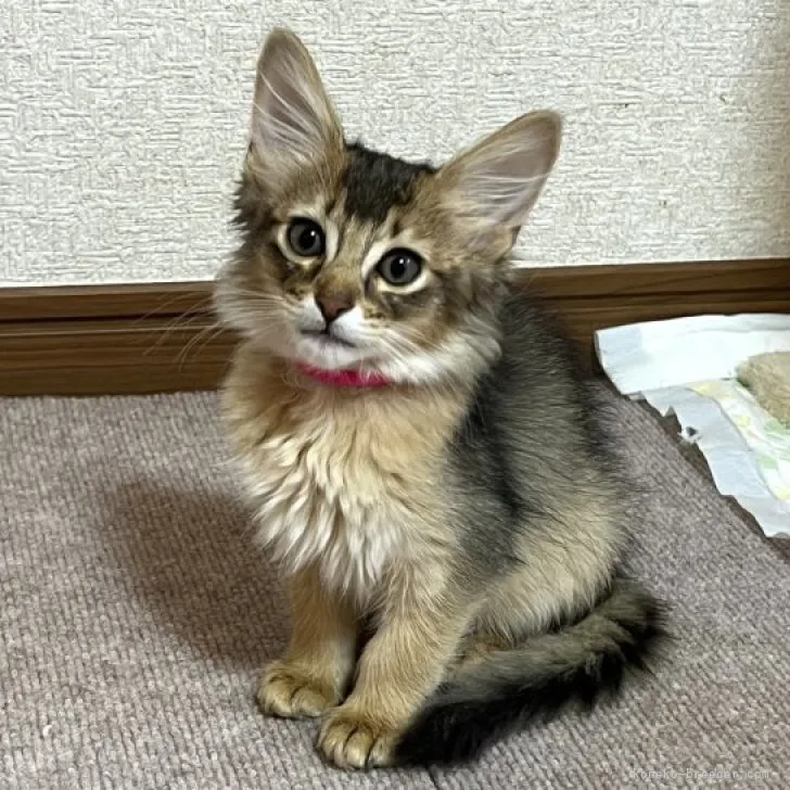 ソマリ【千葉県・男の子・2023年1月23日・ルディ】の写真1「4月13日撮影」