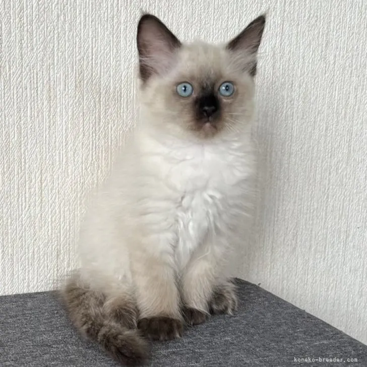 ID：2306-02223の子猫