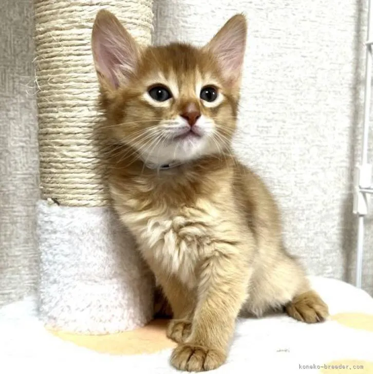 ID:2211-00308の子猫