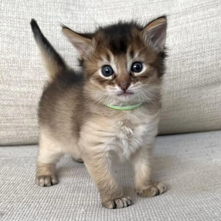 ID:2212-00656の子猫