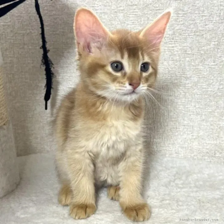 モモルル 様のお迎えした子猫