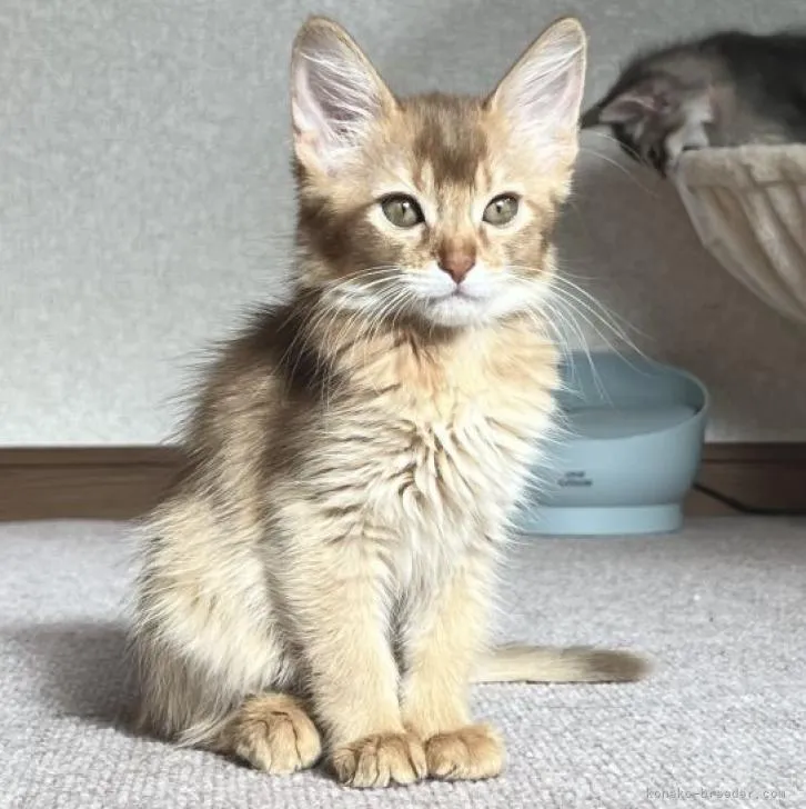 ID:2211-00871の子猫