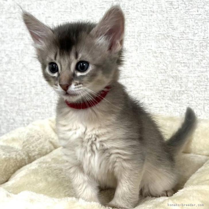 おゆ 様のお迎えした子猫