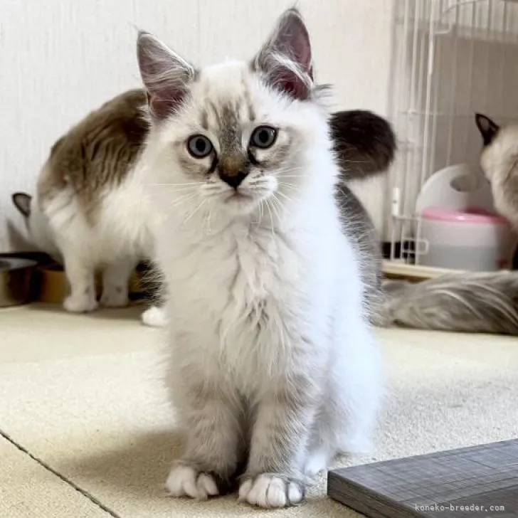 ID:2210-02364の子猫