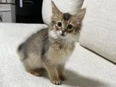 ソマリ【千葉県・男の子・2023年3月25日・ルディ】の写真5「6月4日に撮影しました♪」