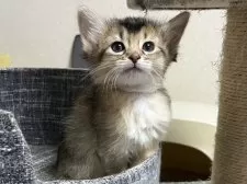 ソマリ【千葉県・女の子・2025年3月3日・ルディ】の写真7