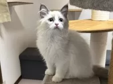 ラグドール【千葉県・女の子・2024年11月2日・ブルーポイントバイカラー】の写真6