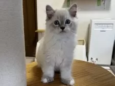ラグドール【千葉県・男の子・2025年7月4日・ブルーリンクスポイントミテッド】の写真9