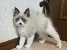 ラグドール【千葉県・男の子・2024年10月23日・シールポイントバイカラー】の写真7