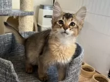 ソマリ【千葉県・男の子・2024年11月5日・ルディ】の写真10