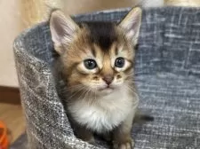 ソマリ【千葉県・男の子・2024年11月5日・ルディ】の写真13