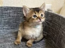 ソマリ【千葉県・男の子・2024年11月5日・ルディ】の写真15