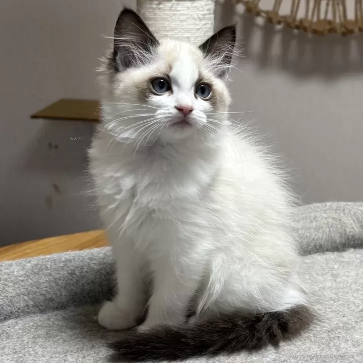 ID：2411-02049の子猫