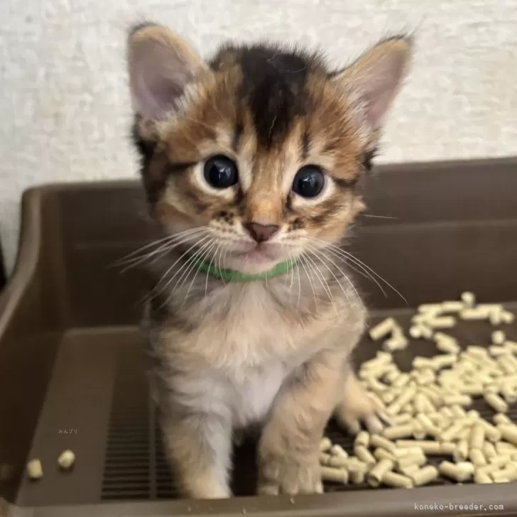 ID：2508-01480の子猫