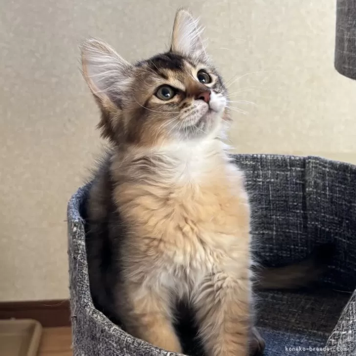 ID：2412-00274の子猫