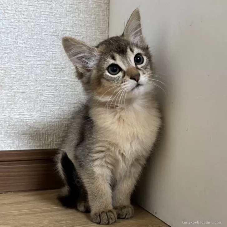 ID：2411-00055の子猫