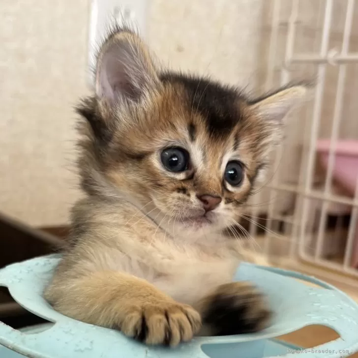ID:2508-01483の子猫