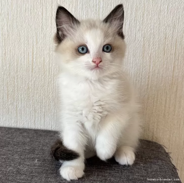 ID:2411-02048の子猫