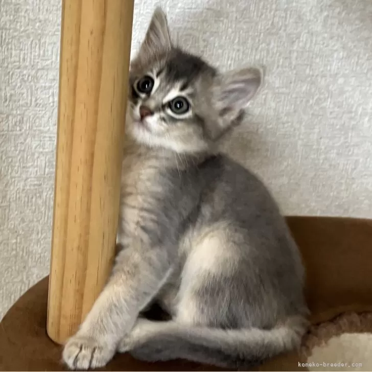 ID：2508-01484の子猫