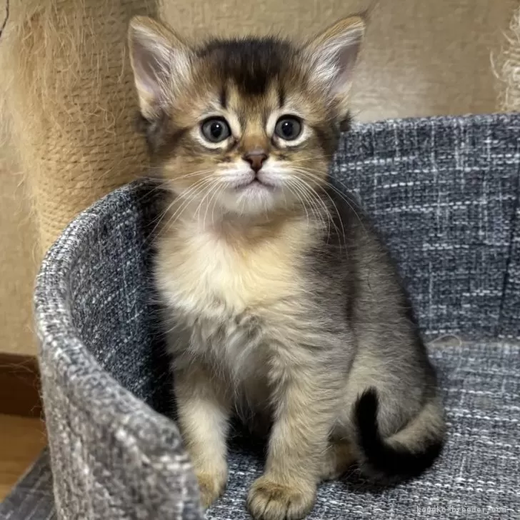 ID:2412-00272の子猫