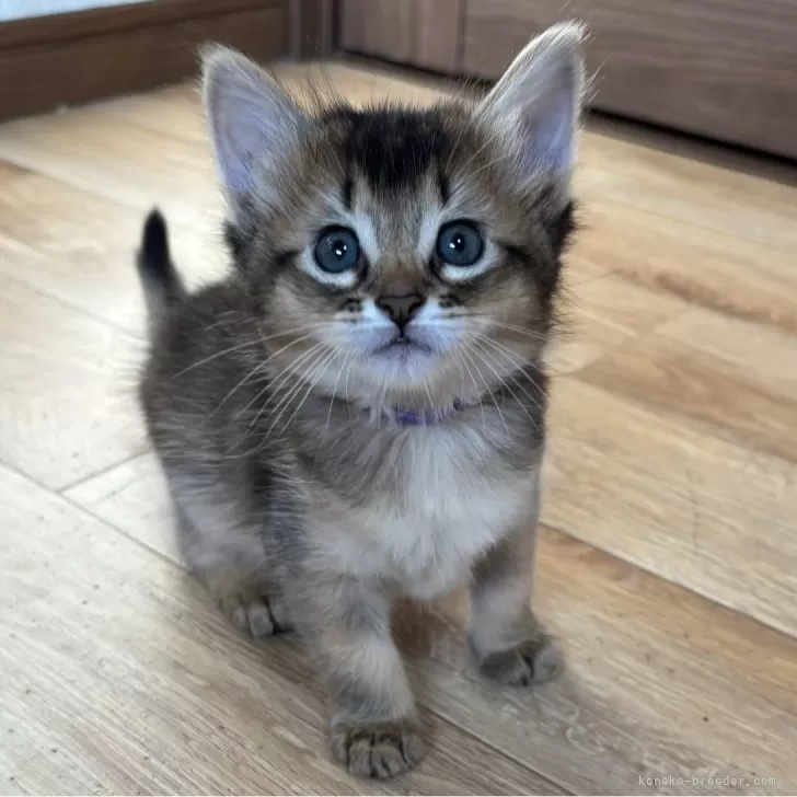 2001年　ソマリ子猫 ソマリの子猫を探す｜ブリーダー直販の子猫販売【みんなの子猫