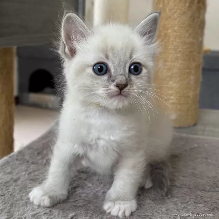 M.H 様のお迎えした子猫