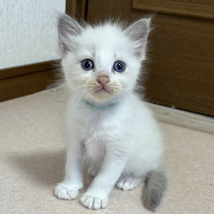 ブリーダー画像