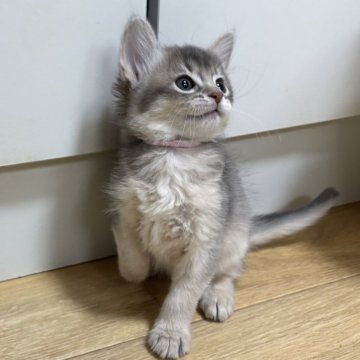 ソマリ【千葉県・女の子・2025年10月13日・ブルー（ふわふわモフモフ）】の写真「綺麗なブルーの毛色をした女の子」