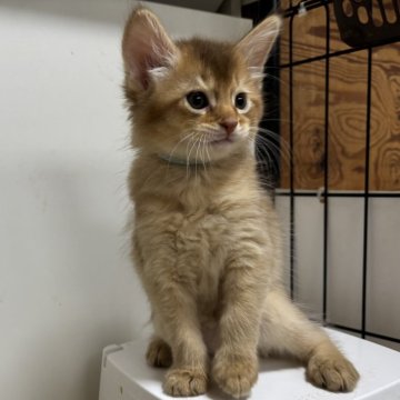 ソマリ【千葉県・男の子・2025年10月13日・レッド（ふわふわモフモフ）】の写真「兄妹の中でも身体の大きい男の子」