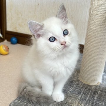 ラグドール【千葉県・男の子・2025年8月15日・ブルーポイントバイカラー（ふわふわロング）】の写真「食欲旺盛で元気なお遊び大好き男の子」