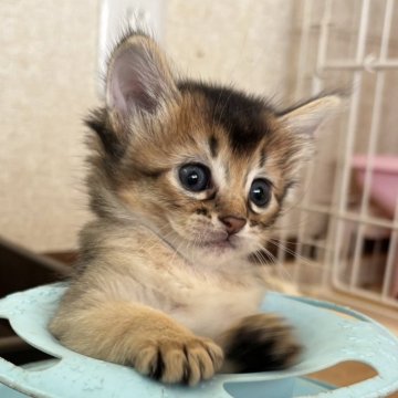 ソマリ【千葉県・女の子・2025年7月18日・ルディ（ふわふわロング）】の写真「人懐っこい可愛いお顔の女の子」