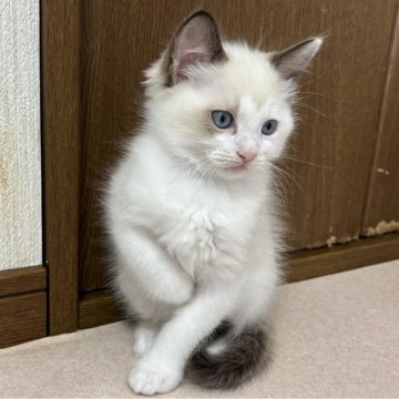 ラグドール【千葉県・男の子・2025年8月15日・シールポイントバイカラー（ふわふわロング）】の写真「活発でお遊び大好き元気な男の子」