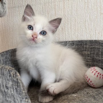 ラグドール【千葉県・男の子・2025年8月15日・ブルーポイントバイカラー（ふわふわロング）】の写真「兄妹の中で1番身体の大きい元気な男の子」
