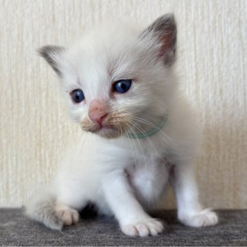 ラグドール【千葉県・男の子・2025年8月15日・ブルーポイントバイカラー（ふわふわロング）】の写真「食欲旺盛で元気な男の子」