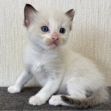 ラグドール【千葉県・男の子・2025年8月15日・シールポイントバイカラー（ふわふわロング）】の写真「慎重派ながらお遊び大好き元気な男の子」