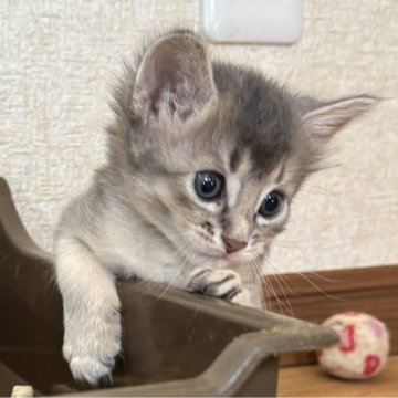 ソマリ【千葉県・女の子・2025年7月18日・ブルー（ふわふわロング）】の写真「綺麗なブルーの毛色をした可愛い女の子」