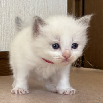 ラグドール【千葉県・女の子・2025年8月15日・ブルーポイントバイカラー（ふわふわロング）】の写真「まる顔で可愛い女の子」