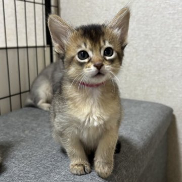 ソマリ【千葉県・女の子・2025年10月13日・ルディ（ふわふわモフモフ）】の写真「愛嬌いっぱいで可愛い女の子」