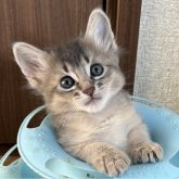 ソマリ